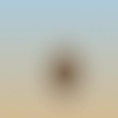 Placeholder for a photo of a dog on a beach